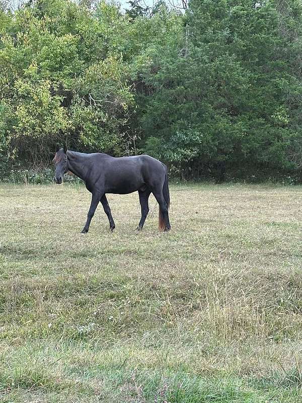 tennessee-walking-horse-for-sale