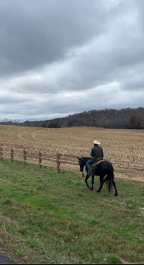 tennessee-walking-horse