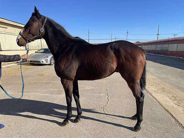 all-around-thoroughbred-horse