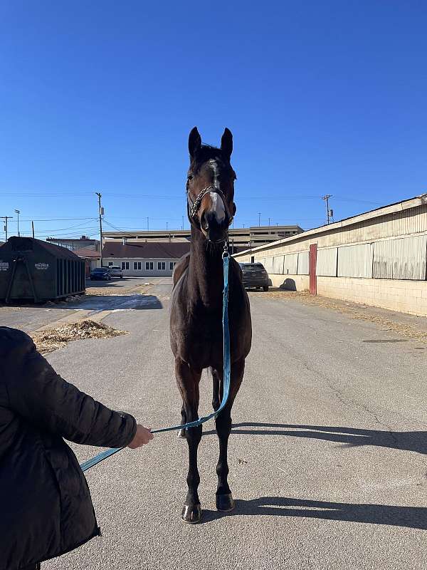 dressage-thoroughbred-horse