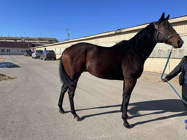 companion-thoroughbred-horse