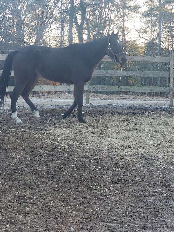 coggins-updated-thoroughbred-horse