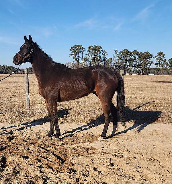 coggins-updated-thoroughbred-horse