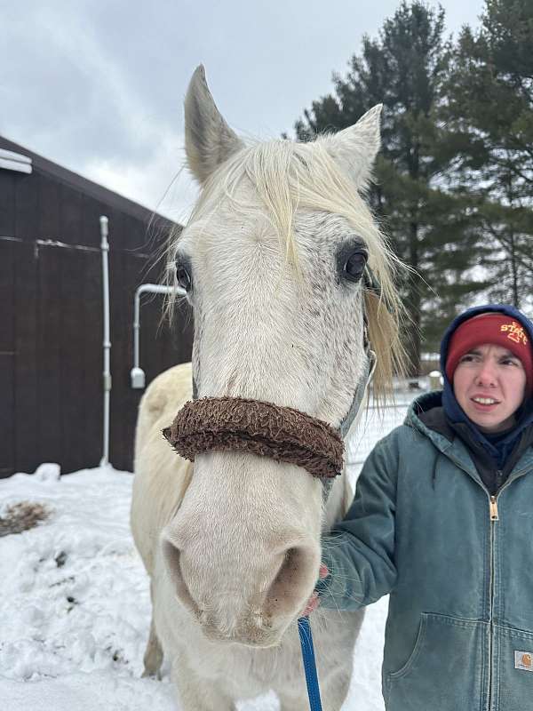 athletic-arabian-horse