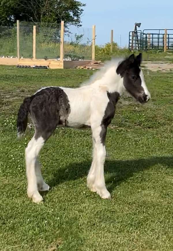 gypsy-vanner-colt