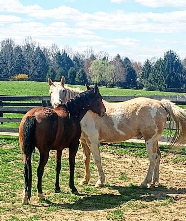 palomino-paint-gelding-bay-filly-horse