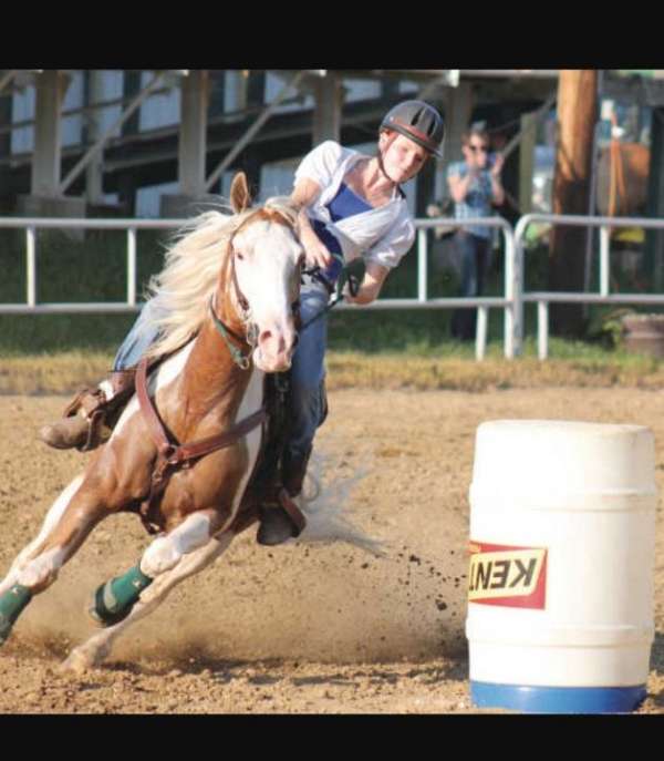 pinto-palomino-paint-gelding-bay-filly-horse