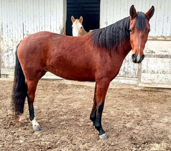 palomino-paint-gelding-bay-filly