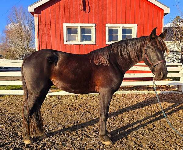 dressage-friesian-horse