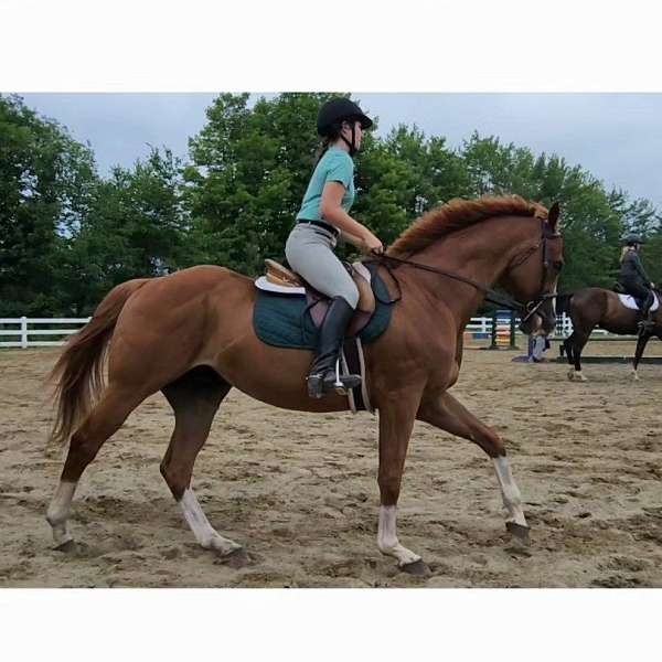 dressage-thoroughbred-horse