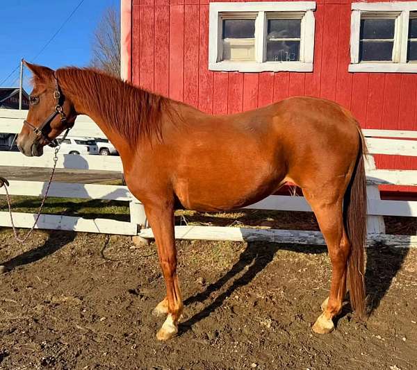 all-around-arabian-horse