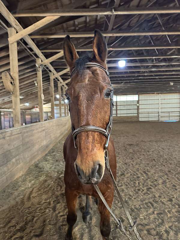 dressage-morgan-horse