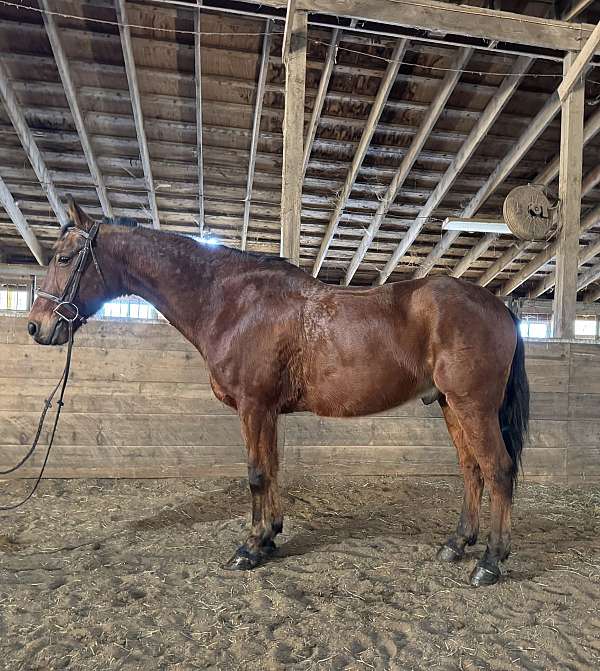 driving-morgan-horse