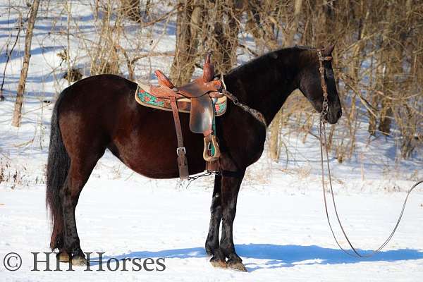 moves-out-friesian-horse