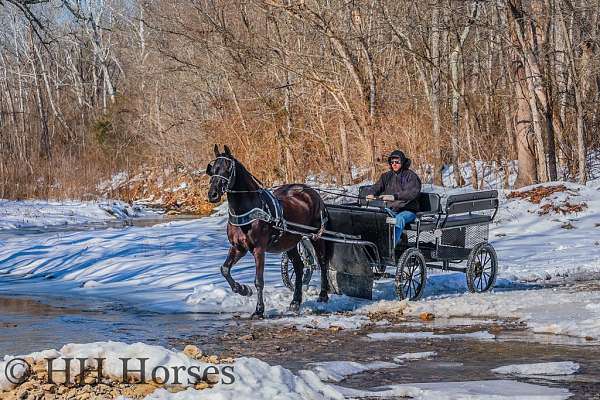 supreme-friesian-horse