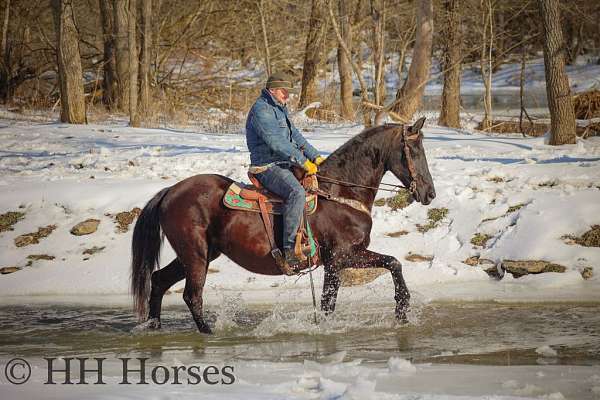 womens-friesian-horse