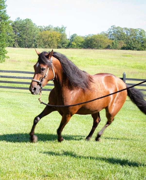 gaited-paso-fino-horse