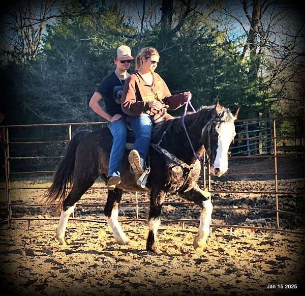 kids-missouri-fox-trotter-horse