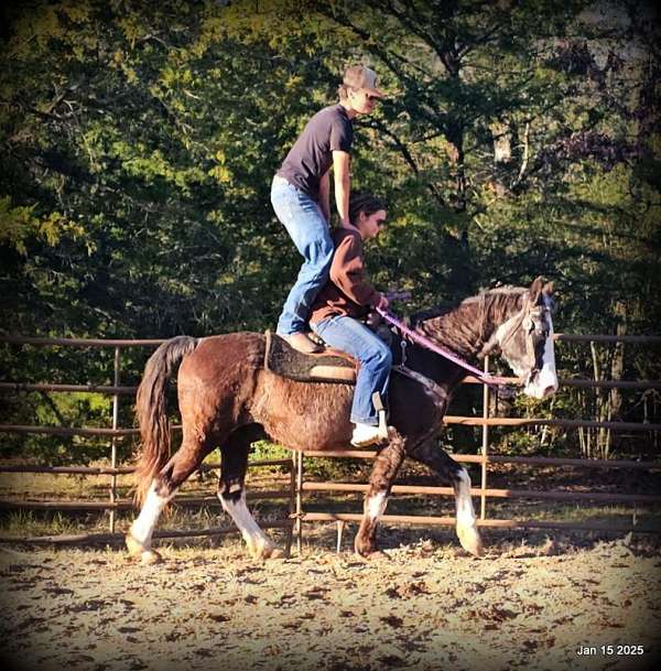 family-missouri-fox-trotter-horse