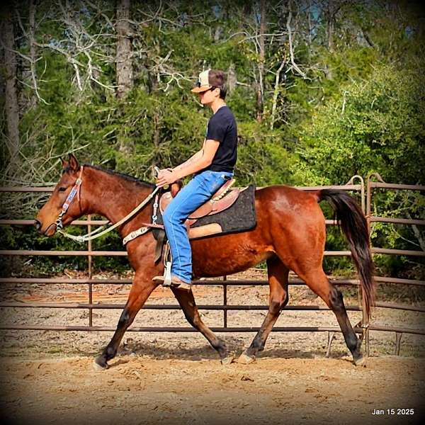 family-quarter-horse