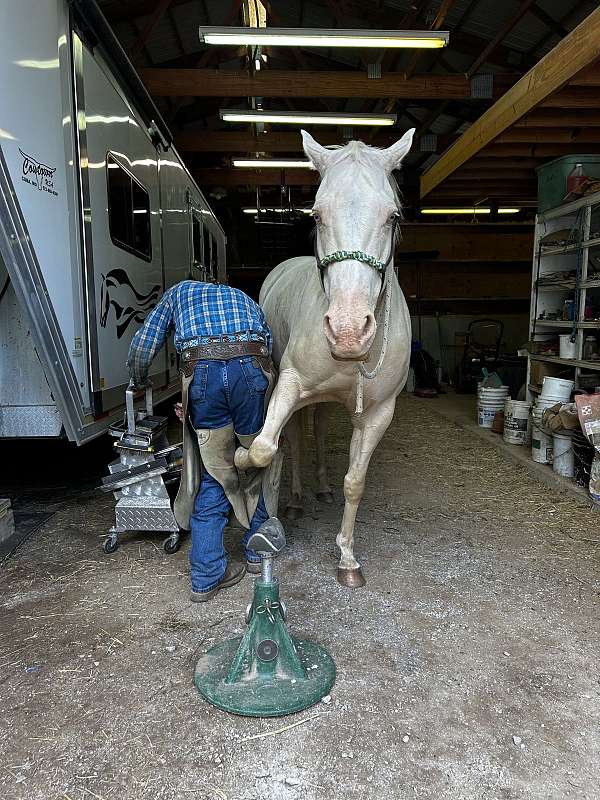 all-around-paint-horse