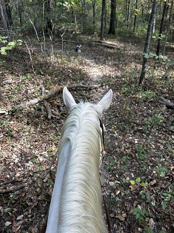 blue-eyed-paint-horse