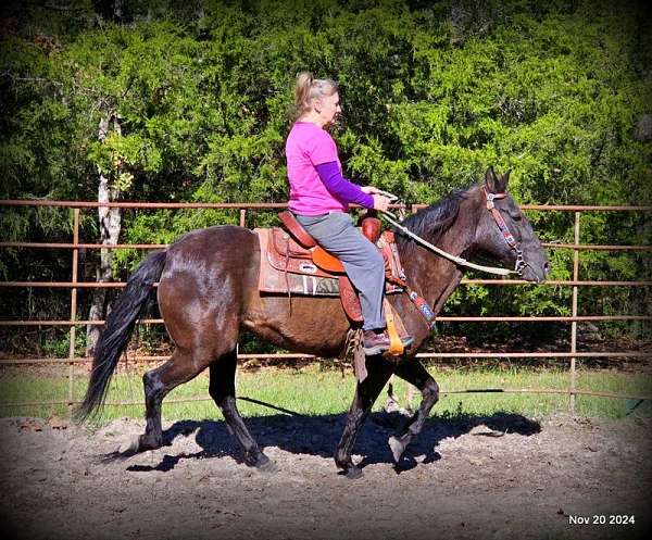 kids-paso-fino-horse