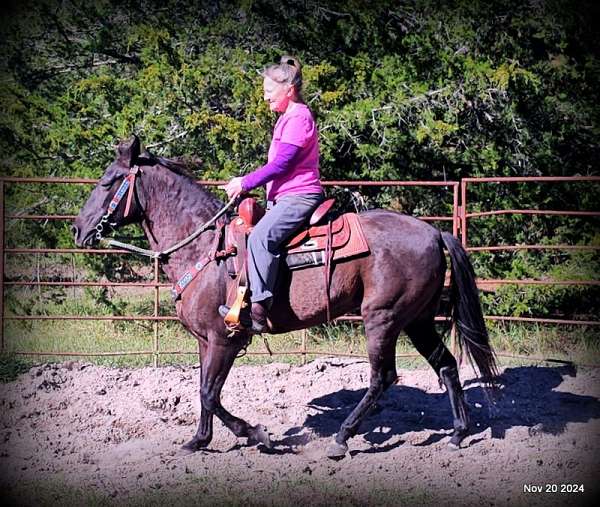 family-paso-fino-horse