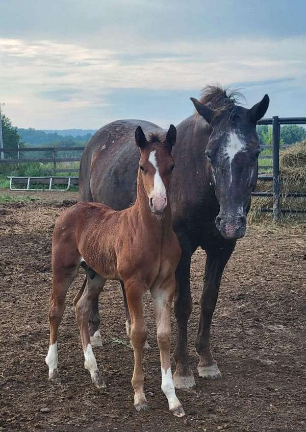 bay-appaloosa-colt