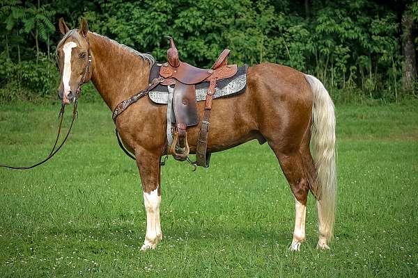 all-around-quarter-horse