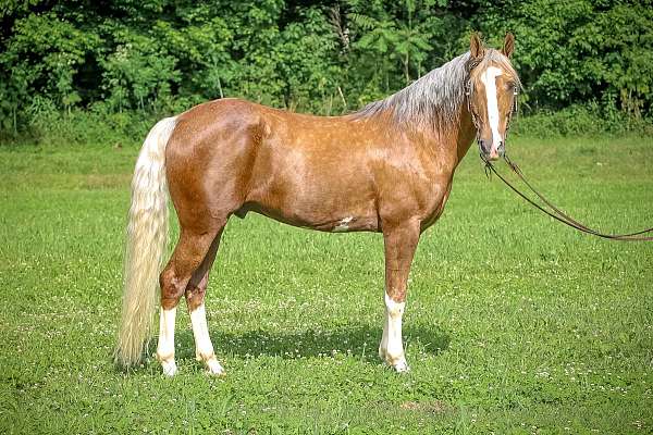 athletic-quarter-horse