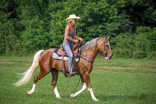 drill-team-quarter-horse