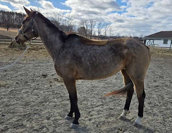 quarter-horse-for-sale