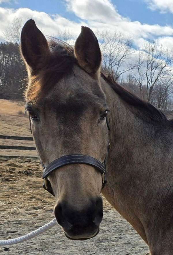 quarter-horse-mare