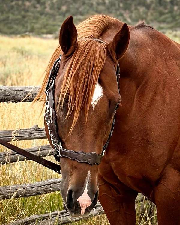 athletic-quarter-horse