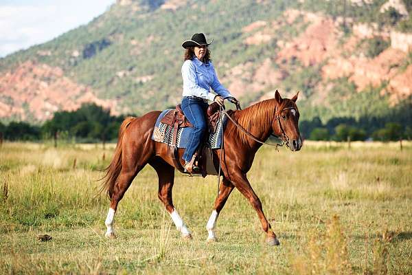 barrel-quarter-horse