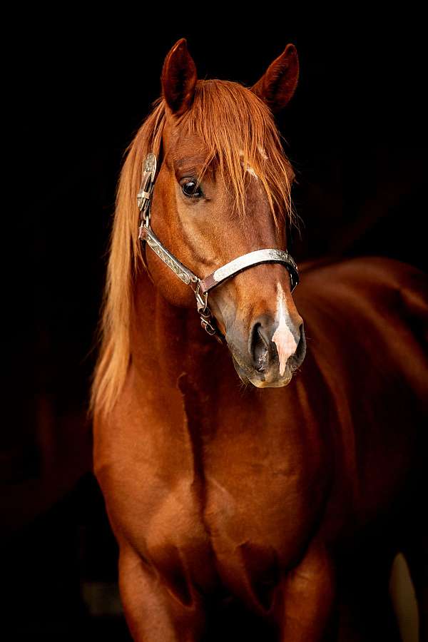 horsemanship-quarter-horse