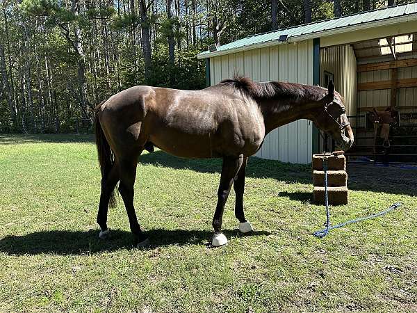 bay-sock-horse