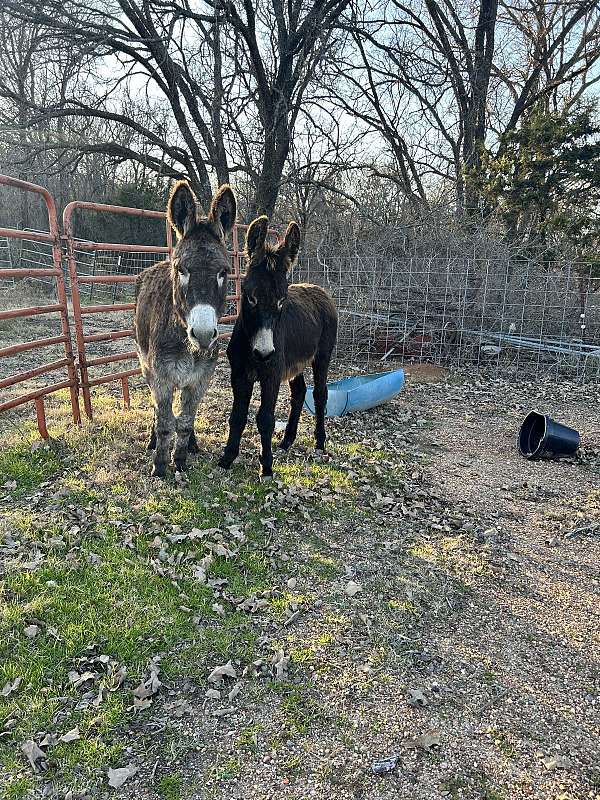 brown-donkey-male