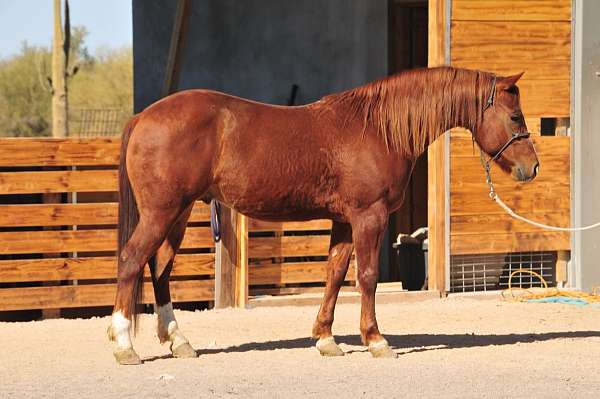 white-at-rf-lf-horse