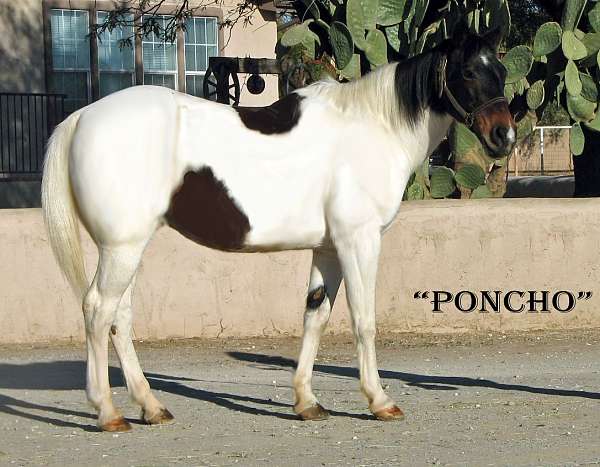 all-around-paint-horse