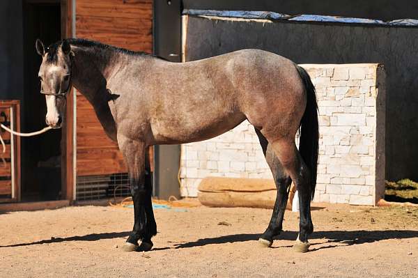 15-hand-azteca-filly