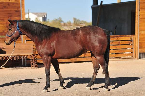 cross-trail-appendix-friesian-horse