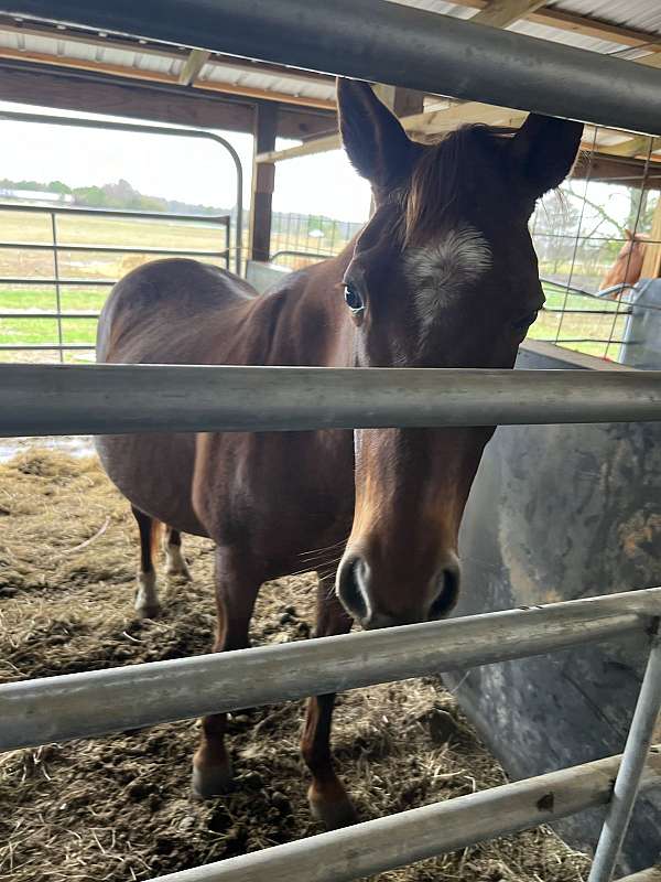 red-roan-barrel-barrel-racing-horse