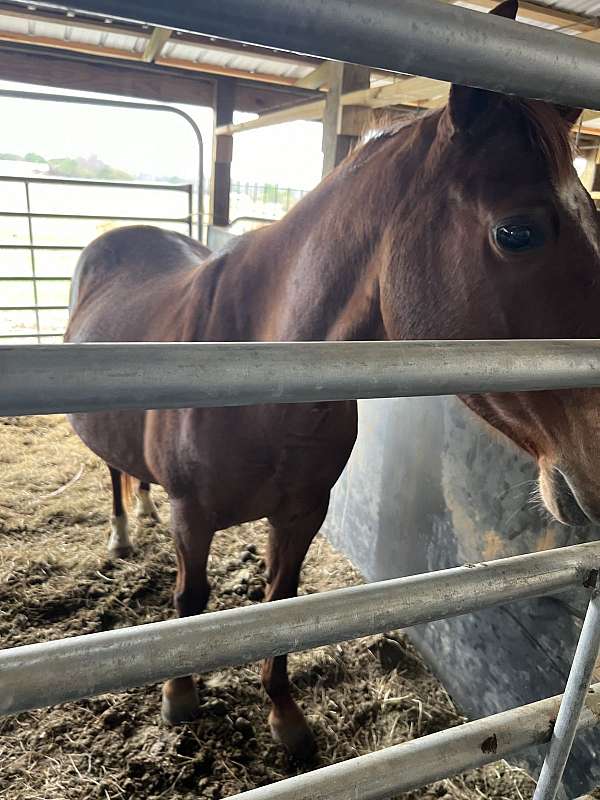 aqha-quarter-horse