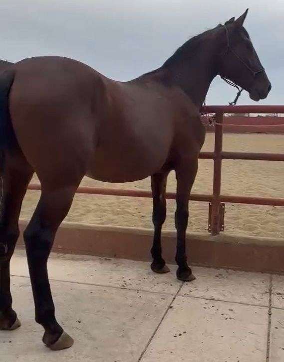 dressage-andalusian-horse