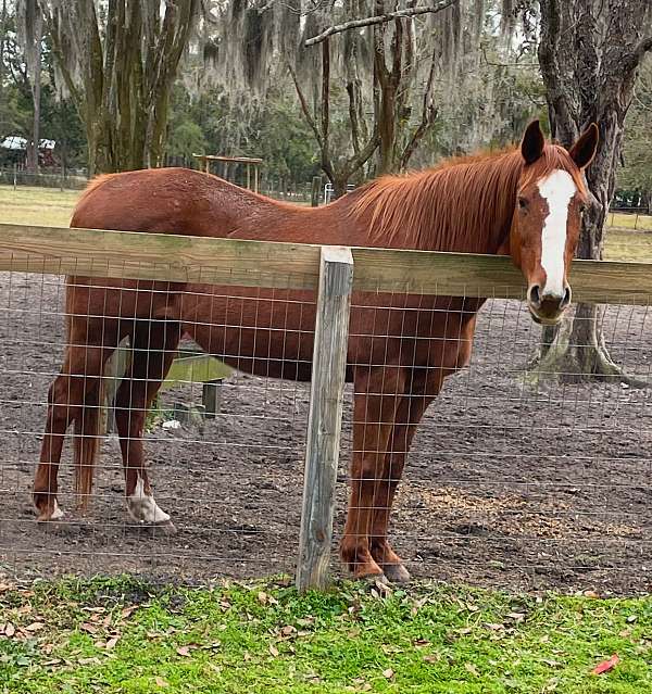 all-around-quarter-horse