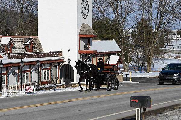 foundation-morgan-percheron-horse