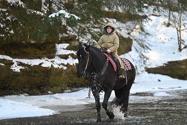 black-all-around-horse