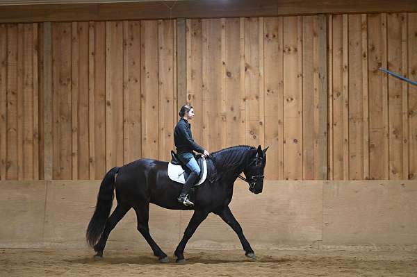 black-beginner-horse